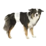 Hundblöjor för Hanhund | 12-pack
