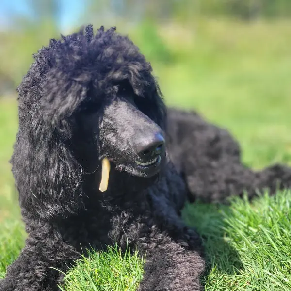 hundgodis