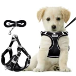 Svart Hundsele med koppel